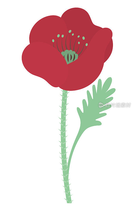 Poppy. Blossoming flower. Poppy bud. Scarlet petals. Color vector illustration. Plant with green leaves. The stem of the plant is bristly. Isolated background. Idea for web design, invitations, postcards.